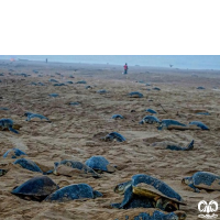 گونه لاکپشت زیتونی ریدلی Olive Ridley Turtle